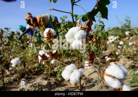 BURKINA FASO, Dorf GOUMSIN in der Nähe von SAPONE, Bio und Fair-Trade-Baumwollanbau, manuelle Ernte auf Bauernhof / fair Gehandelte Biobaumwolle, Frauen Bei der Manuellen Ernte Stockfoto