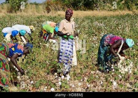 BURKINA FASO, Dorf GOUMSIN in der Nähe von SAPONE, Bio und Fair-Trade-Baumwollanbau, manuelle Ernte auf Bauernhof / fair Gehandelte Biobaumwolle, Frauen Bei der Manuellen Ernte Stockfoto