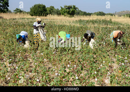 BURKINA FASO, Dorf GOUMSIN in der Nähe von SAPONE, Bio und Fair-Trade-Baumwollanbau, manuelle Ernte auf Bauernhof / fair Gehandelte Biobaumwolle, Frauen Bei der Manuellen Ernte Stockfoto