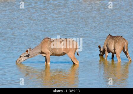 Größere Kudus (Tragelaphus Strepsiceros), trinken in ein Wasserloch, Etosha Nationalpark, Namibia, Afrika Stockfoto