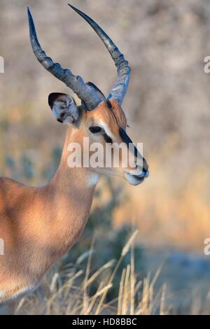 Black-faced Impala (Aepyceros Melampus Petersi), Männchen, am Morgen Licht, Etosha Nationalpark, Namibia, Afrika Stockfoto