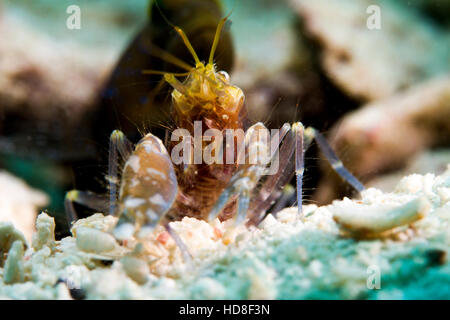 Die erstaunlich und fast vollständig blinde Grundel Garnelen. Unterwasser Koh Tao Stockfoto