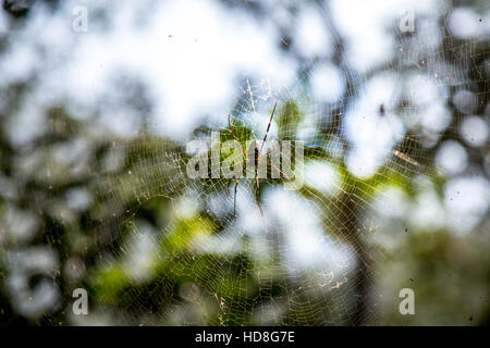 Schöne kleine Spinne innerhalb einer sehr großen Web im Wald Stockfoto