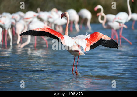 größere Flamingos Gruppe fotografiert in der Camargue Stockfoto