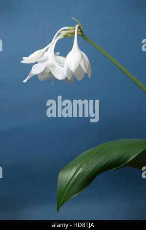 Eucharis Grandiflora (Amazon Lily) Blumen auf blauem Hintergrund Stockfoto