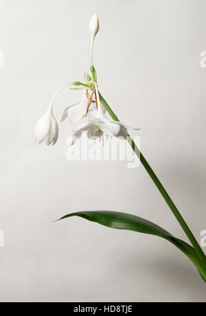 Eucharis Grandiflora (Amazon Lily) Blumen auf hellem Hintergrund Stockfoto