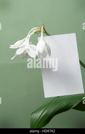 Eucharis Grandiflora (Amazon Lily) Blumen auf grünem Hintergrund Stockfoto