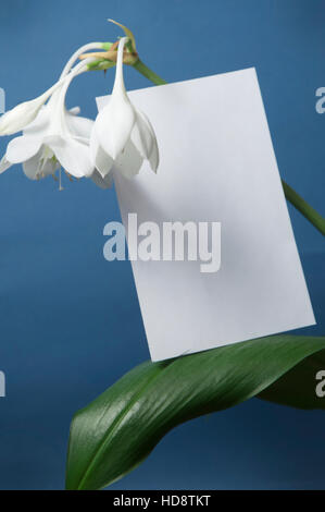 Eucharis Grandiflora (Amazon Lily) Blumen auf blauem Hintergrund Stockfoto