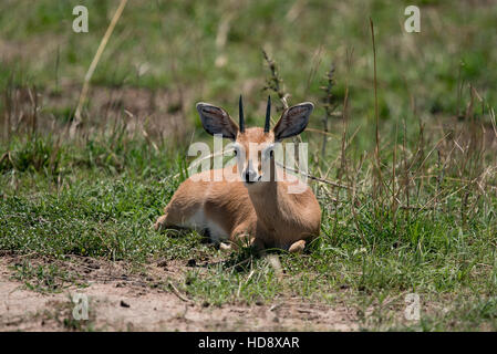 Ein Dik ruht auf Nthe Boden in den Serengeti-Nationalpark. Das Dik ist die kleinste Antilope. Stockfoto