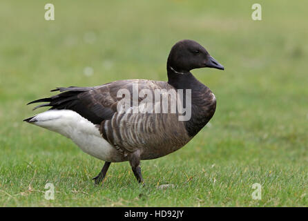 Brent Gans / Brent / Branta bernicla auf dem Boden stehend Stockfoto