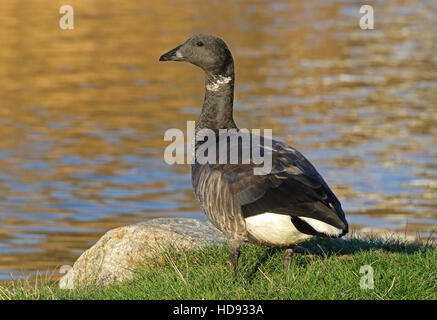 Brent Gans / Brent / Branta bernicla auf dem Boden stehend Stockfoto