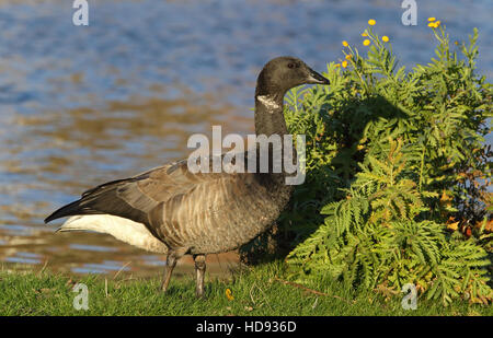 Brent Gans / Brent / Branta bernicla auf dem Boden stehend Stockfoto