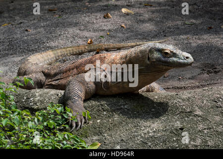 Komodo-Waran (Varanus Komodoensis) Stockfoto