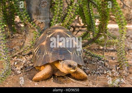 Abgestrahlte Schildkröte (astrochelys radiata), berenty Naturschutzgebiet, Madagaskar Stockfoto