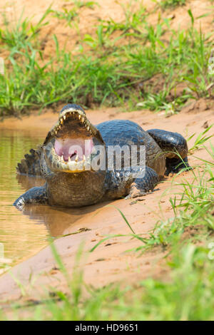 Yacare Caiman mit offenem Mund, Cuiaba Fluss, Pantanal, Brasilien Stockfoto