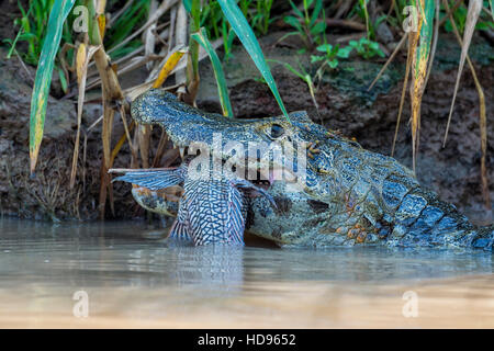 Yacare Kaiman (Caiman Yacare) verschlingt ein Fisch, Cuiaba River, Pantanal, Brasilien Stockfoto