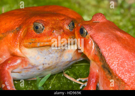 Paar Tomaten Frösche oder crapaud rouge de Madagaskar (dyscophus antongilii), Madagaskar Stockfoto