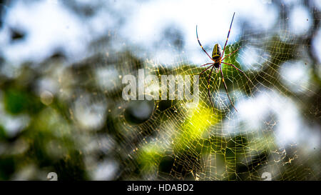 Schöne kleine Spinne innerhalb einer sehr großen Web im Wald Stockfoto