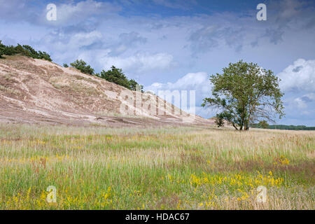 Binnendünen von Klein Schmölen in der Nähe der Elbe, Mecklenburg Elbe