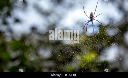 Schöne kleine Spinne innerhalb einer sehr großen Web im Wald Stockfoto