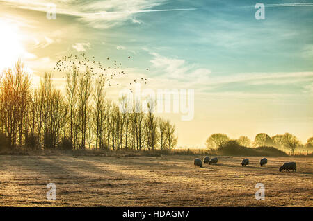 Atemberaubende frostig und nebligen ländlichen Morgen mit einer Herde Schafe weiden. Sonnenaufgang über den Winterbäume und Vögel fliegen in die Sonne Stockfoto