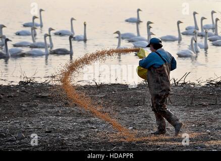 Peking, China Henan Provinz. 7. Dezember 2016. Ein Bediensteter streut Hühneraugen für Schwäne am Sanmenxia Swan Lake State Urban Wetland Park in Sanmenxia, Zentral-China Henan Provinz, 7. Dezember 2016. © Li ein/Xinhua/Alamy Live-Nachrichten Stockfoto