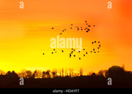 Burscough, Lancashire, UK.  11. Dezember 2016.  Rückkehr, dass Zugvögel zu bloßen Naturschutzgebiet Martin Sonnenuntergänge wie ein Schwarm Kiebitze zurückkehren, nehmen gestört von einem Raubtier, an den Flügel für Schutz. Bildnachweis: Cernan Elias/Alamy Live-Nachrichten Stockfoto