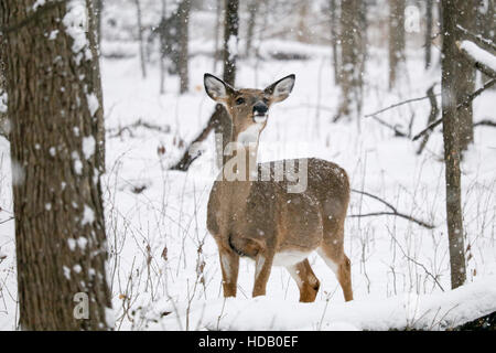 River Forest, Illinois, USA. 11. Dezember 2016. Ein whitetail Deer doe beschäftigt sich mit einem Dezember Schneesturm in Thatcher Wälder, die Grenzen dieses Chicagoer Vorort im Westen. Die Winter sind harte Zeiten für Rotwild und viele nicht dem rauen Wetter überleben, entweder zu erliegen die Kälte oder Dezimierung durch lokale Kojoten. Quelle: Todd Bannor/Alamy leben Nachrichten Stockfoto