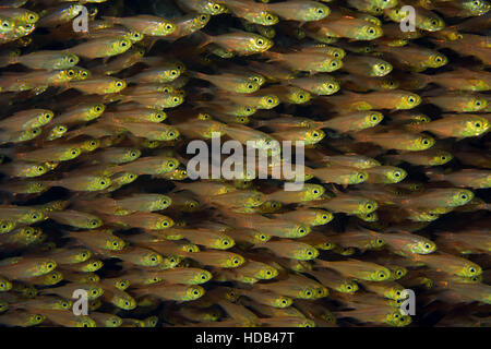 große Schule von Glassfish oder Zwerg Kehrmaschinen (beginnt Ransonneti), Rotes Meer, Dahab, Sinai-Halbinsel, Ägypten Stockfoto