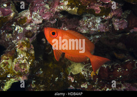 Lunar-tailed Bigeye, Goggle Eye, gemeinsame Großaugenthun oder Moontail Bullseye (Priacanthus Hamrur) in der Nähe von Coral Reef, Rotes Meer, Dahab, Sinai-Halbinsel, Ägypten Stockfoto