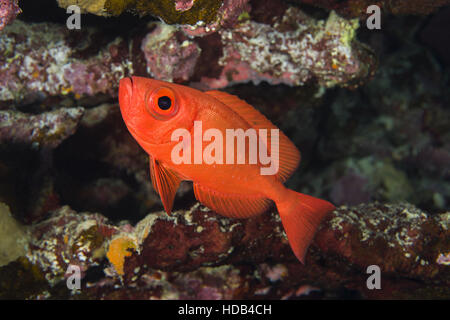 Lunar-tailed Bigeye, Goggle Eye, gemeinsame Großaugenthun oder Moontail Bullseye (Priacanthus Hamrur) in der Nähe von Coral Reef, Rotes Meer, Dahab, Sinai-Halbinsel, Ägypten Stockfoto