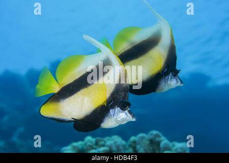 paar Wimpel Coralfish, Longfin Bannerfish, reef Bannerfish oder Kutscher (Heniochus Acuminatus) schwimmt in der Nähe von Coral Reef, Rotes Meer, Sharm El Sheikh, Sina Stockfoto