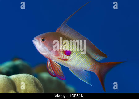 Männliche Meer Goldie, Lyretail Coralfish, Lyretail Anthias oder Scalefin Anthias (Pseudanthias Squamipinnis) auf dem Hintergrund des blauen Wassers, Rotes Meer Stockfoto