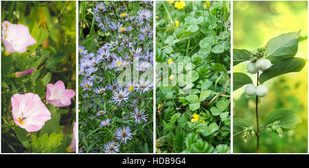 Collage mit Pflanzen Stockfoto