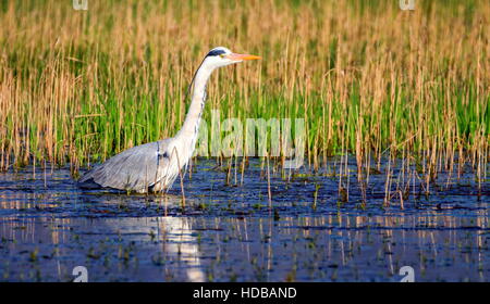 Graureiher Ardea Cinerea, zu Fuß in einem Teich auf der Suche nach Nahrung Stockfoto