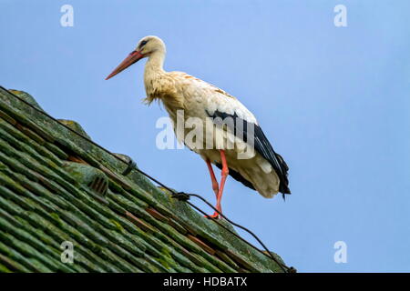 Europäische Weißstorch, Ciconia, stehend auf einem Dach Stockfoto