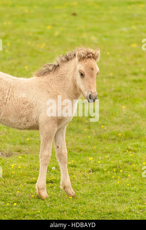 Ein junge isländische Pferd (Equus Ferus Caballus) - Fohlen - auf einer Wiese im Süden Islands. Stockfoto