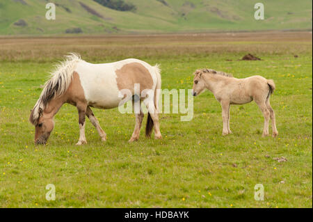 Pferde (Equus Ferus Caballus), eine Stute und Fohlen, Weiden auf einer grünen Wiese im Süden Islands. Stockfoto