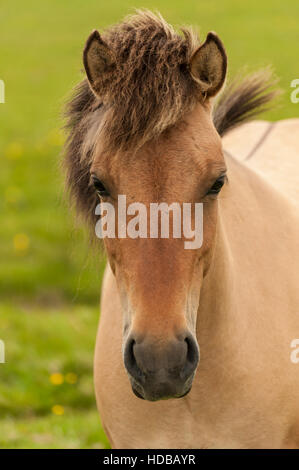 Closeup Portrait eines isländischen Pferdes (Equus Ferus Caballus) in die Kamera schaut. Stockfoto