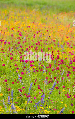 Wildblumen-Feld mit Weincup, Presidio La Bahia, Goliad, Texas Stockfoto