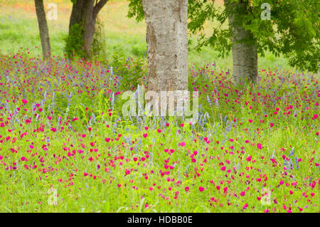 Wildblumen-Feld mit Weincup, Presidio La Bahia, Goliad, Texas Stockfoto