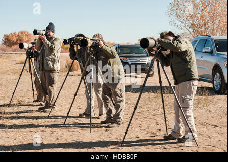 Eine Gruppe von fünf Tierfotografen reihte sich ein, um Fotos von Vögeln im Bosque del Apache National Wildlife Refuge in New Mexico, USA, zu machen. Stockfoto