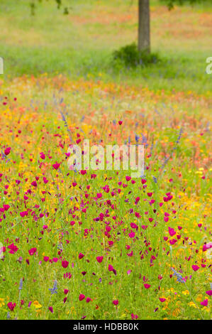 Wildblumen-Feld mit Weincup, Presidio La Bahia, Goliad, Texas Stockfoto