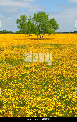 Gelbes Gänseblümchen Feld mit Mesquite, Goliad County, Texas Stockfoto