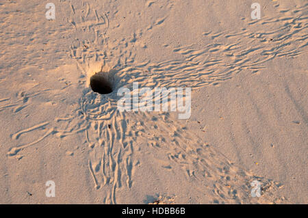 Malaquite Beach Crab Burrow, Padre Island National Seashore, Texas Stockfoto