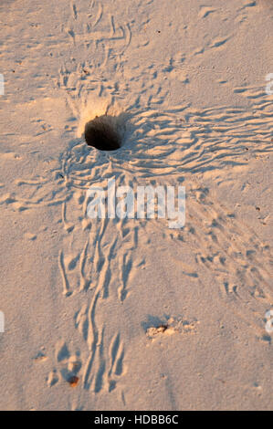 Malaquite Beach Crab Burrow, Padre Island National Seashore, Texas Stockfoto