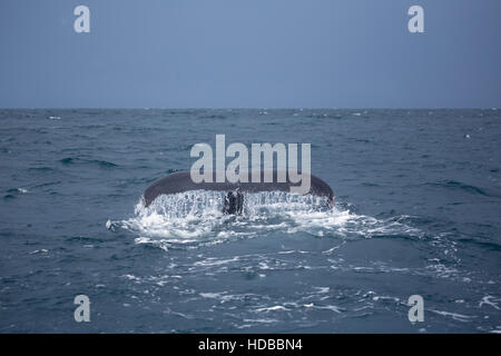 Humpback Whale Tail in Samana, Dominikanische Republik Stockfoto