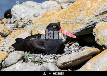 schwärzlich Austernfischer (Haematopus Ater) zeigt Erwachsenen paar am Nest mit weiblichen Inkubation, Falkland-Inseln Stockfoto