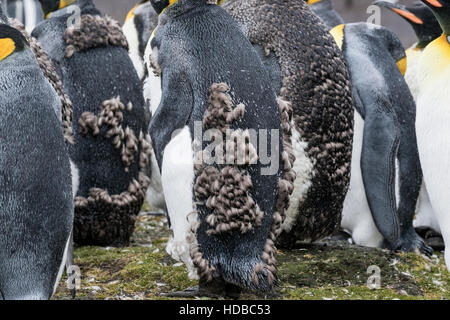 King Penguin (Aptenodytes Patagonicus) zeigt eine Gruppe von Mauser Erwachsene Zucht Kolonie, Falkland-Inseln Stockfoto