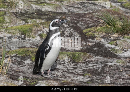 Magellan Pinguin (Spheniscus Magellanicus) Erwachsene in Brutkolonie, Falkland-Inseln Stockfoto